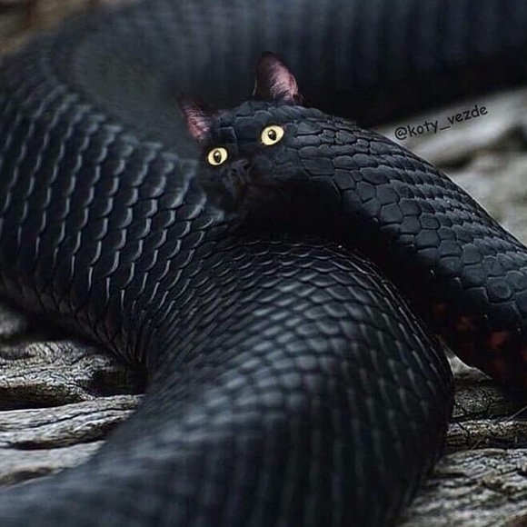 Meet your Posher, Toast - Picture 1 of 1